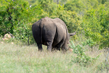 Fototapeta premium Rhinocéros blanc, corne coupée, white rhino, Ceratotherium simum, Parc national Kruger, Afrique du Sud