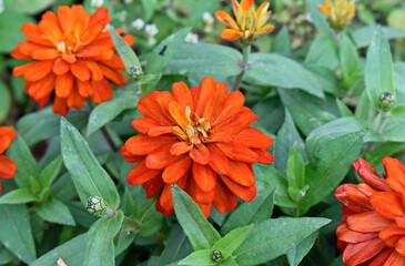 Orange zinnia flowers (Zinnia elegans) on garden