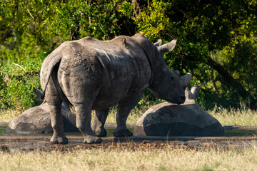 Fototapeta premium Rhinocéros blanc, corne coupée, white rhino, Ceratotherium simum, Parc national Kruger, Afrique du Sud