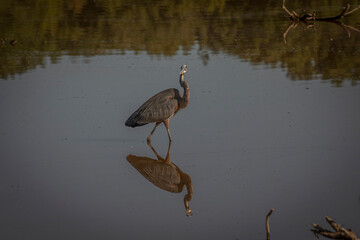 Great Blue Heron fishes in the marsh