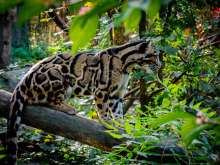 Fototapeta premium Animaux du zoo