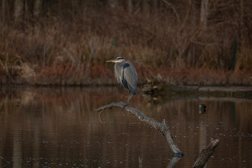Great Blue Heron huddles in the cold on a branch in the marsh