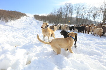 goats chasing food in harsh winter conditions