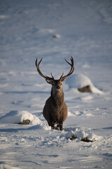 deer in the snow