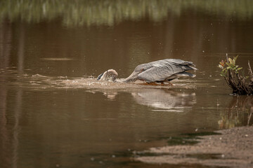 Obraz premium Great Blue Heron fishes in the marsh