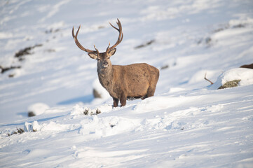 Naklejka na ściany i meble Red Deer in the snow, Glen Muick, Scotland