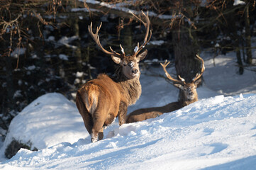Red Deer in the snow, Glen Muick, Scotland