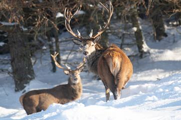 Red Deer in the snow, Glen Muick, Scotland