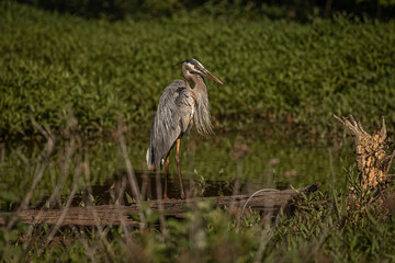 Great Blue Heron stands on a tree stump in the marsh