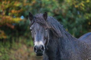 Exmoor Stallion