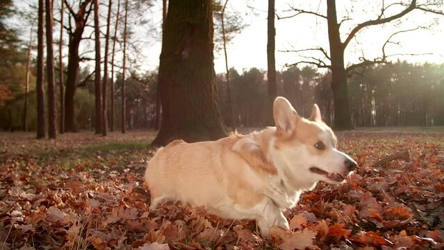 Portrait of a cute Welsh Corgi running along a lawn full of autumn leaves. Herding dog with short, powerful legs enjoying fresh morning outdoors. High quality FullHD footage 