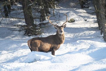 Red Deer in the snow, Glen Muick, Scotland