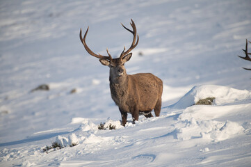 Red Deer in the snow, Glen Muick, Scotland
