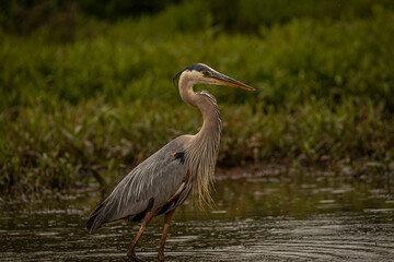 Great Blue Heron fishes in the marsh