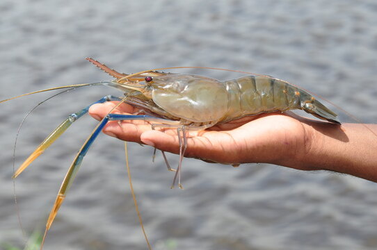Prawn 