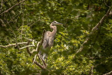 Great Blue Heron stands on a tree stump in the marsh