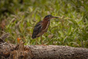 Fototapeta premium Green Heron stands on a branch in the marsh