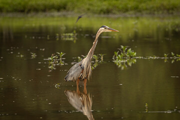 Great Blue Heron stands on a tree stump in the marsh