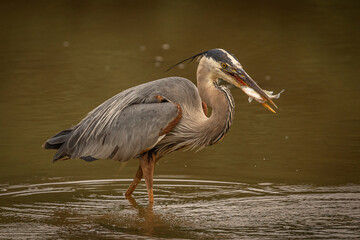 Great Blue Heron catches a fish in the marsh