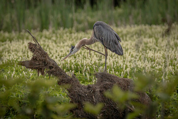Great Blue Heron scratches an itch while standing on a log 