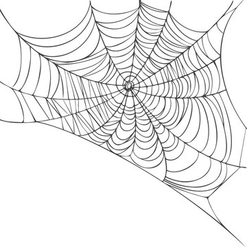Spider web isolated on white background. Realistic hand drawn line sketch. Halloween spooky cobwebs. Outline black vector illustration.