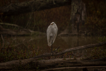 Great Egret stands on a dead tree branch