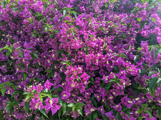Fototapeta premium Pink, violet, white and yellow colors Bougainvillea blossoming flower heads with green leaves wall flat view