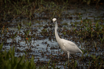 Juvenile Little Blue Heron fishes in the marsh