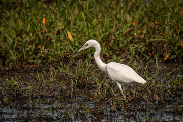 Juvenile Little Blue Heron fishes in the marsh