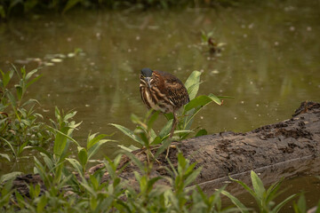 Green Heron fishes in the marsh