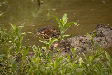 Green Heron fishes in the marsh