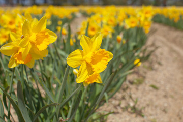 黄色いラッパ水仙