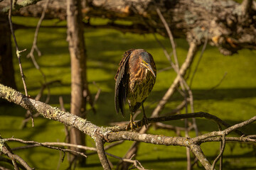 Green Heron stand on a dead tree branch