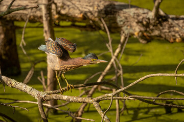 Green Heron stretches while standing on a tree branch