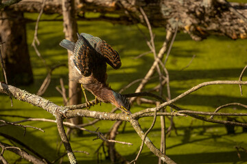 Green Heron stretches while standing on a tree branch