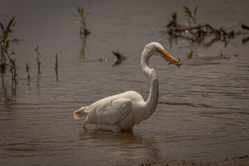 Great Egret catches a snakehead fish