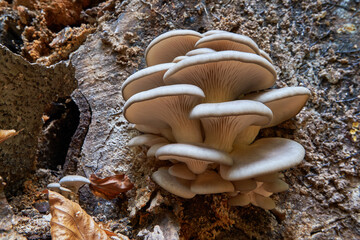 Pleurotus ostreatus, the oyster mushroom, oyster fungus, or hiratake close-up on tree