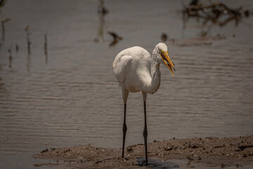 Great Egret catches a snakehead fish