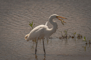 Great Egret catches a snakehead fish