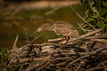 Juvenile Black-crowned Night Heron fishes in the marsh