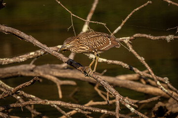 Juvenile Black-crowned Night Heron fishes in the marsh