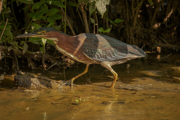 Green Heron walks through the marsh