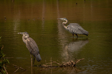 Great Blue Herons standing in the marsh