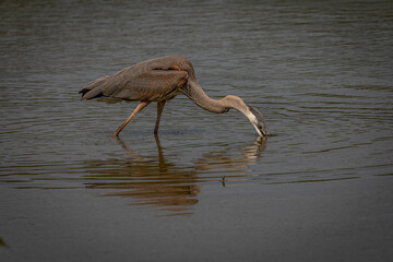 Great Blue Heron fishes in the marsh