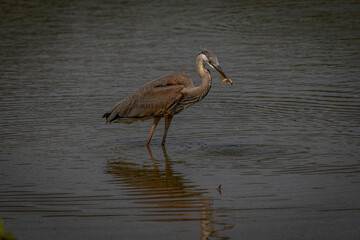 Great Blue Heron fishes in the marsh