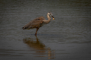 Great Blue Heron fishes in the marsh