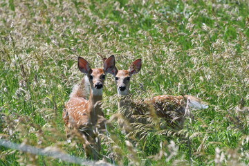Twin white-tailed deer fawns being curious