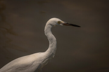 Portrait of a juvenile Little Blue Heron