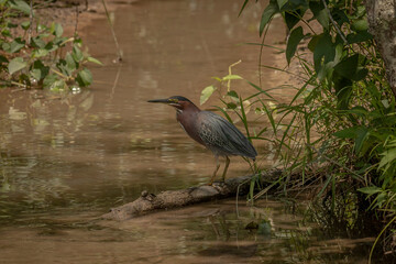 Green Heron stands on a log in the marsh