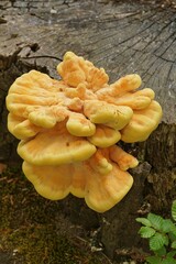 Closeup on a yellow colored crab-of-the-woods mushroom, Laetiporus sulphureus on the forest floor